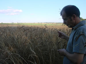 blé 2009 avant moisson